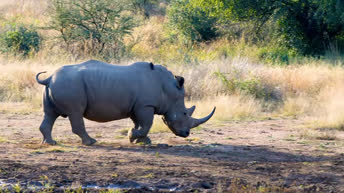 Wild animals of Namibia