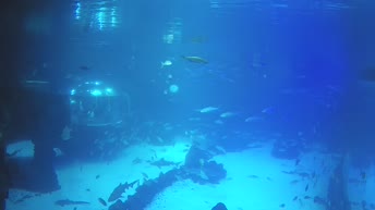 Aquarium Poema del Mar