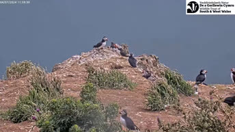 Puffin Colony - Skomer - Island