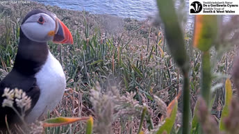 Puffins of Skomer Island