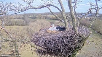White Stork Nest - Horsham
