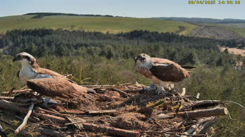 Osprey of the Clywedog Reserve - Wales