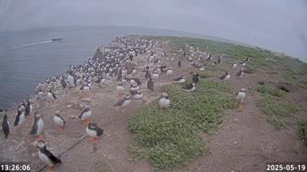 Farne Islands Puffins