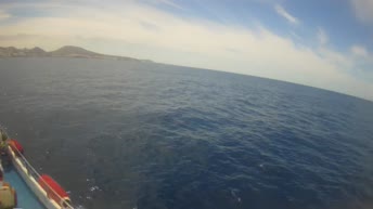 Catamaran Royal Delfin - Tenerife